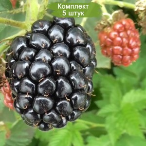 Саженцы ежевики Астерина (Asterina) -  комплект 5 шт.