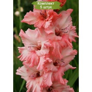 Луковицы гладиолуса Ангелина Сербская -  комплект 5 шт.