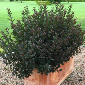 Саженцы пузыреплодника калинолистного Литл Девил (Little Devil) -  комплект 5 шт.