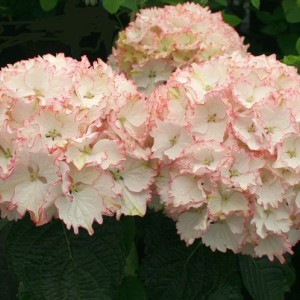 Саженец гортензии крупнолистной Клеопатра (Cleopatra)