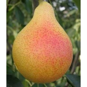 Саженец груши Любимица Клаппа