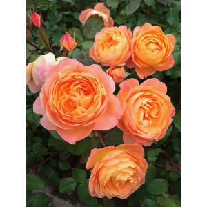 Саженец парковой розы Леди Эмма Гамильтон (Lady Emma Hamilton)