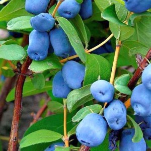 Саженец жимолости Золушка