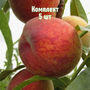 Комплект 5шт / Персик Франт