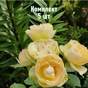 Комплект 5шт / Роза Шампань Рококо (флорибунда)