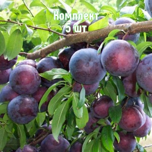 Комплект 5шт / Алыча Шатер (Ранняя/Фиолетовая)